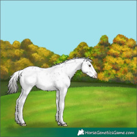 Horse Color:Liver Chestnut Sabino Splash 