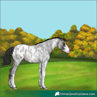 Horse Color:White Spotted Brown Roan Appaloosa 