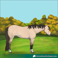 Horse Color:Bay Dun