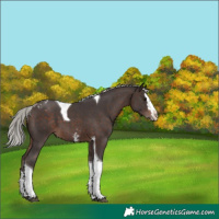 Horse Color:Silver Brown Sabino Splash Tobiano Blanket 
