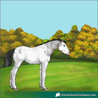 Horse Color:Brown Roan Sabino Splash Appaloosa 