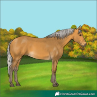 Horse Color:Silver Buckskin 