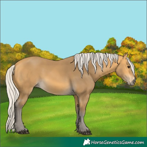 Horse Color:Silver Buckskin 