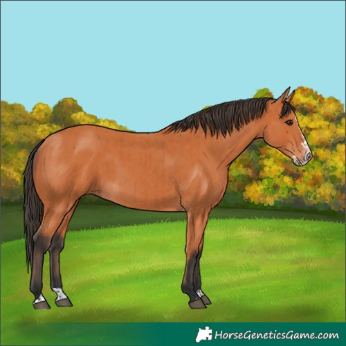 Horse Color:Bay  and Bay Splash 