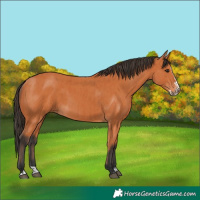 Horse Color:Bay and Bay Splash