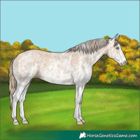 Horse Color:Cremello Sabino and Perlino Sabino