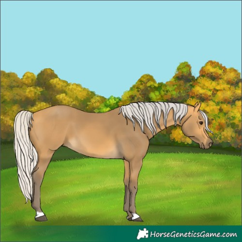 Horse Color:Silver Buckskin 