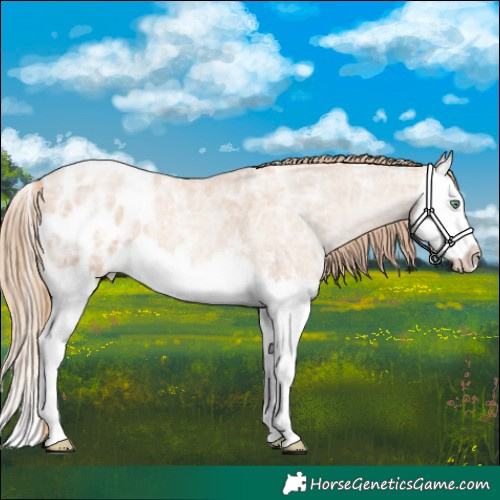 Horse Color:Gold Champagne Ice Roan Pearl Sabino Splash Appaloosa 