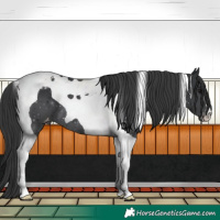 Horse Color:Black Tobiano Appaloosa 