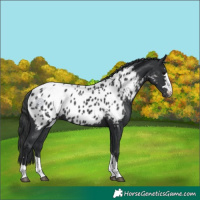 Horse Color:Black Appaloosa 