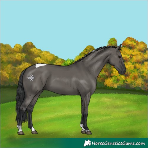 Horse Color:Grullo Tobiano 