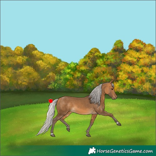 Horse Color:Silver Buckskin 