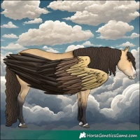 Horse Color:Buckskin Dun Splash 