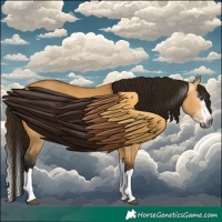Horse Color:Gray Buckskin Dun Splash