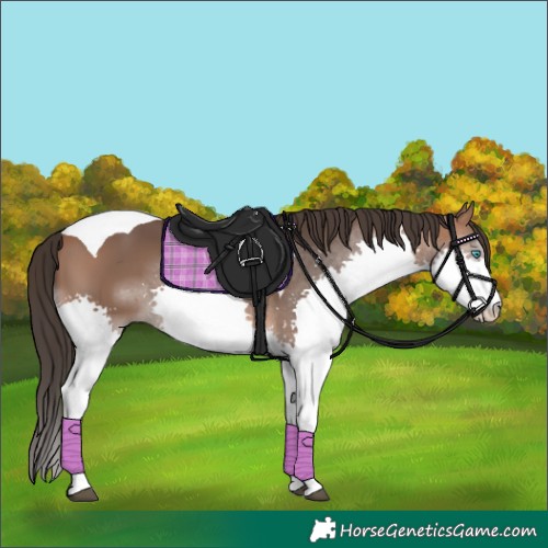 Horse Color:Bay Splash Tobiano