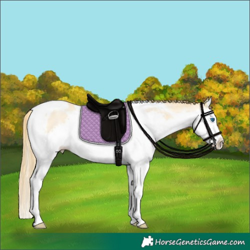 Horse Color:Buckskin Pearl Splash Tobiano