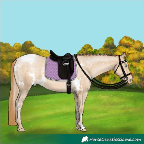 Horse Color:White Spotted Buckskin Pearl Appaloosa