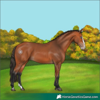 Horse Color:Bay Splash 