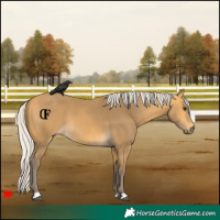 Horse Color:Silver Buckskin 