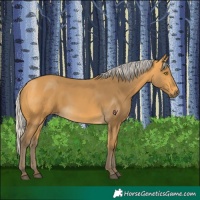 Horse Color:Silver Buckskin 