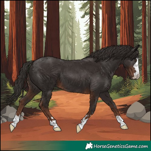 Horse Color:Liver Chestnut 