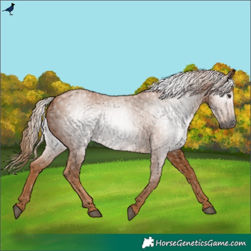 Horse Color:Gray Chestnut 
