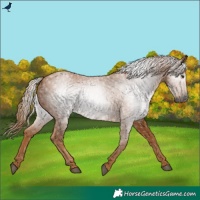 Horse Color:Gray Chestnut