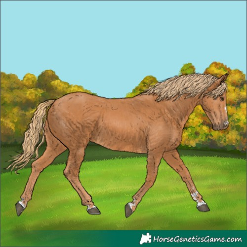 Horse Color:Chestnut 