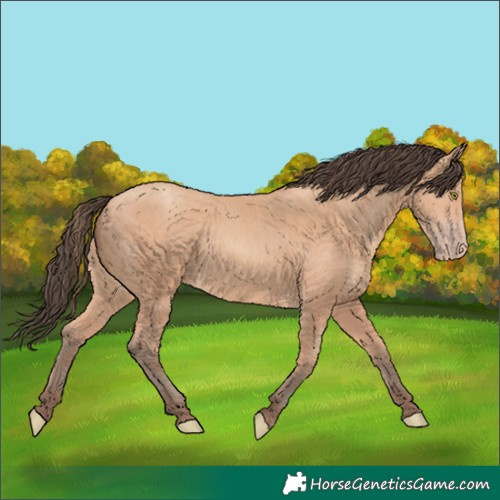 Horse Color:Amber Champagne