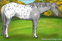 Horse Color:White Spotted Black Appaloosa 