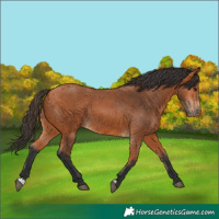 Horse Color:Bay 