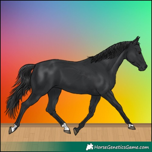 Horse Color:Black 
