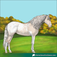 Horse Color:Silver Classic Champagne Dun Tobiano Appaloosa 