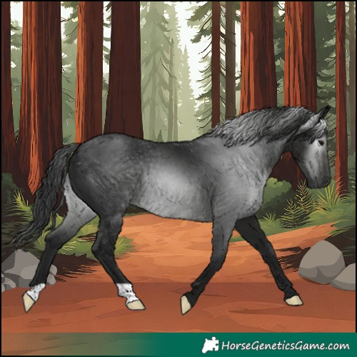 Horse Color:Gray Black 