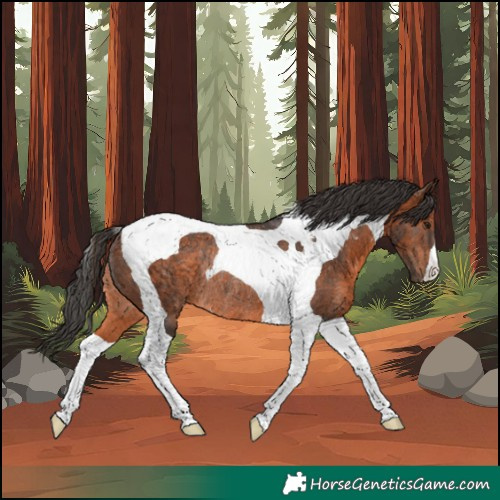 Horse Color:Brown Tobiano Rabicano 