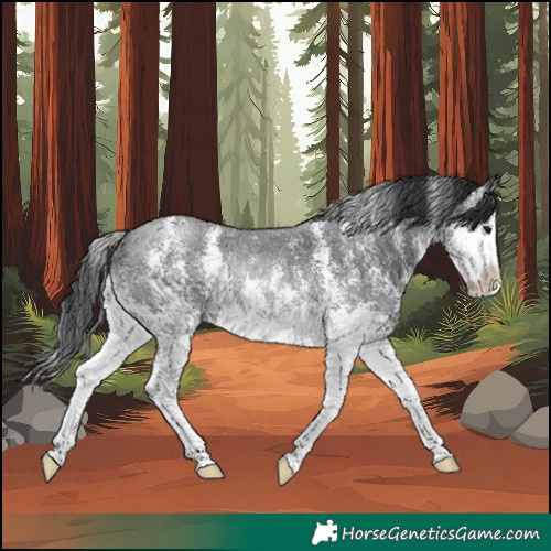 Horse Color:Black Sabino Splash Rabicano 