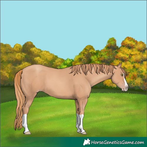 Horse Color:Gold Champagne Splash 