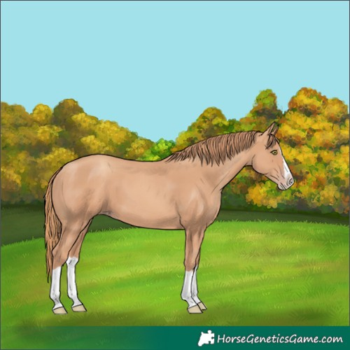 Horse Color:Gold Champagne Splash