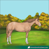 Horse Color:Gold Champagne Splash 