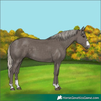 Horse Color:Silver Smoky Black 