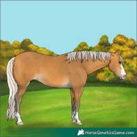 Horse Color:Silver Buckskin 