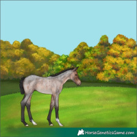 Horse Color:Brown Roan