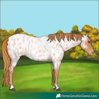 Horse Color:Red Roan Near Leopard 