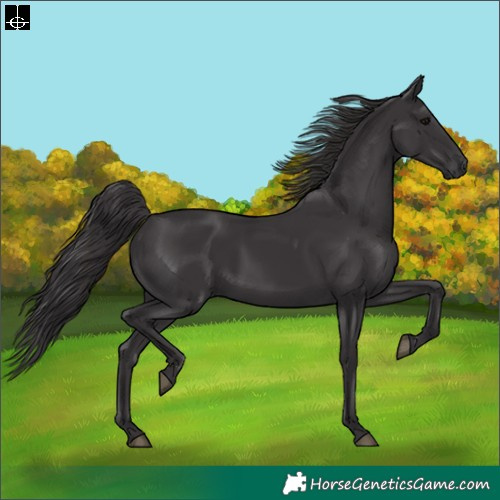 Horse Color:Smoky Black 