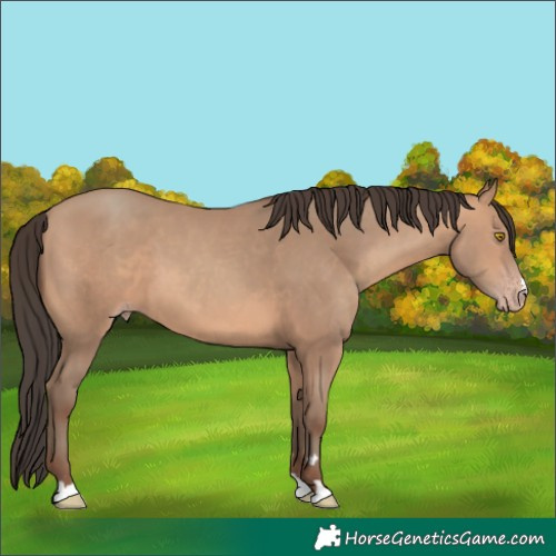 Horse Color:Amber Champagne 