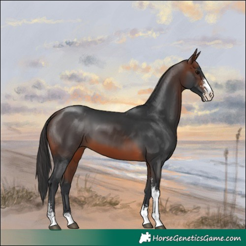 Horse Color:Brown Sabino 