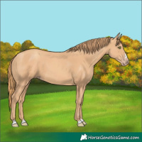 Horse Color:Gold Champagne 