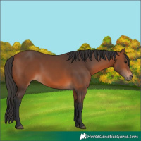 Horse Color:Bay 