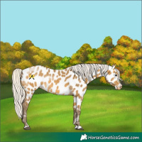 Horse Color:Silver Buckskin Appaloosa 