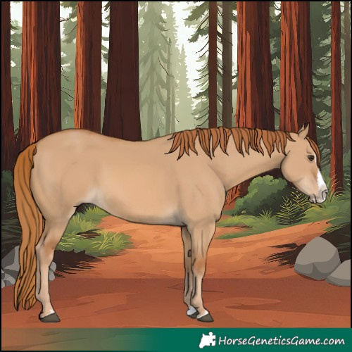 Horse Color:Red Dun Splash 